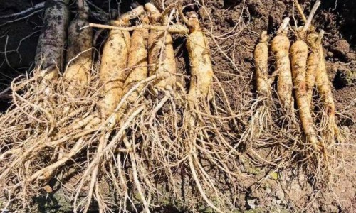 转化糖电解质注射需要慢滴吗-转化糖电介质价格网转化糖电解质注射药液说明书知识网站,分享转换糖电解质作用大全